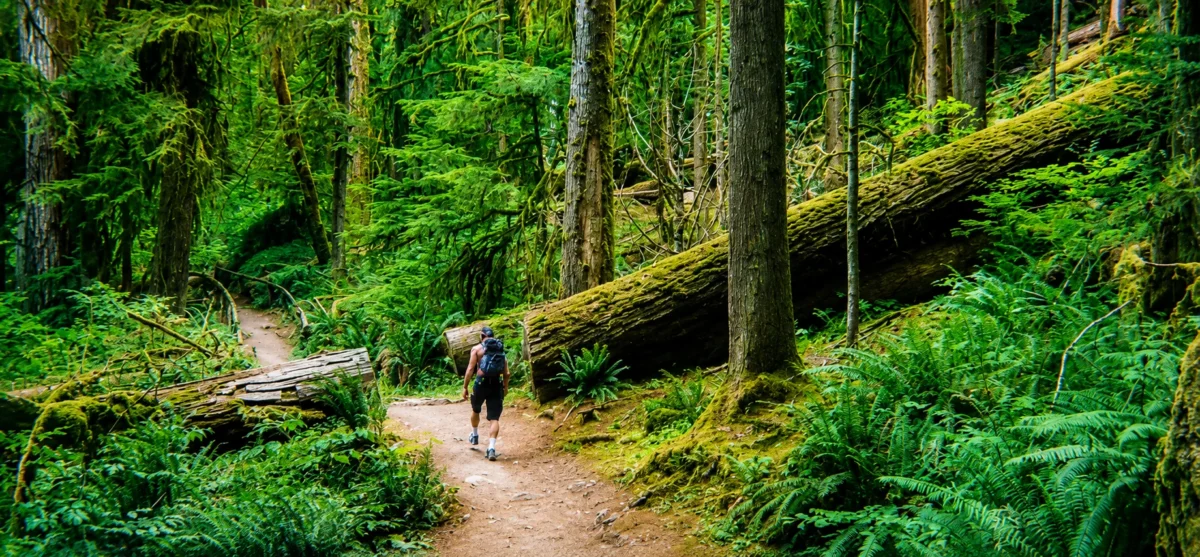 Hiker walking on a mossy forest trail