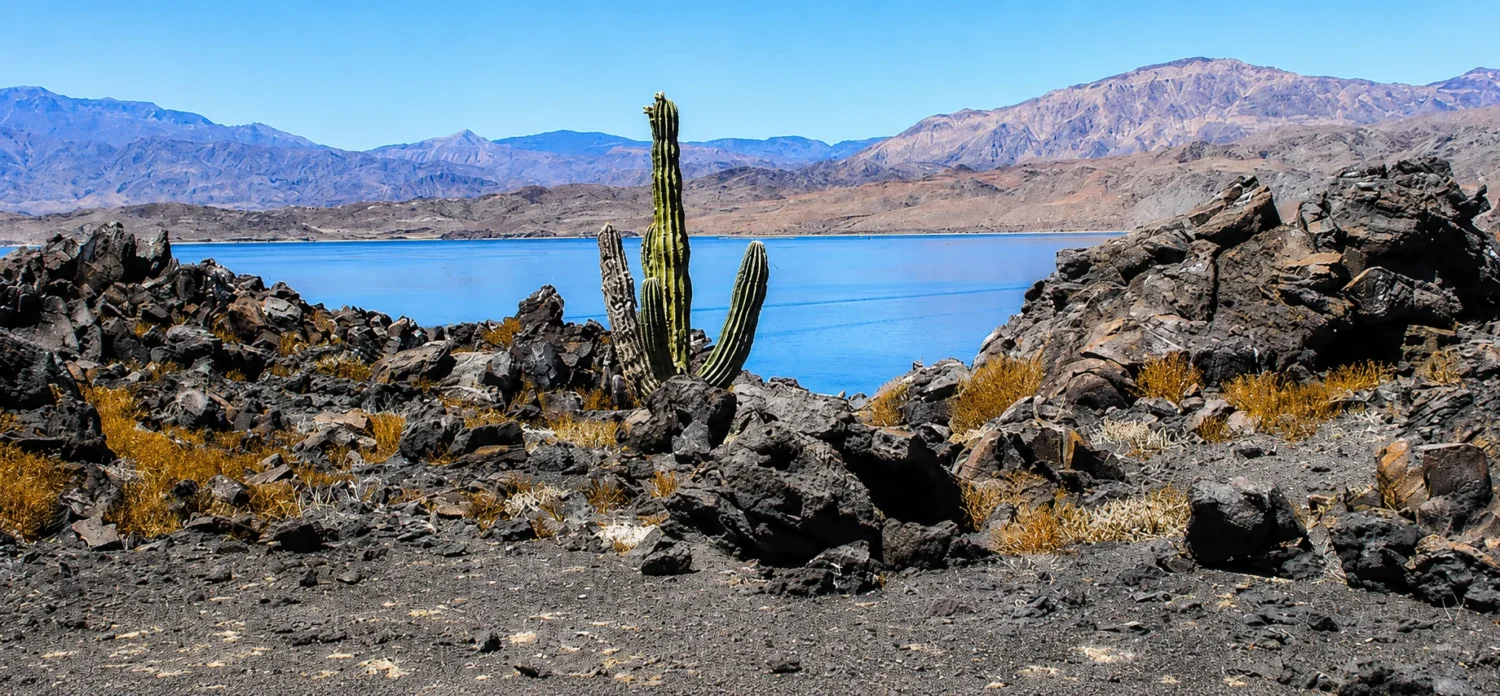 Cactus in rocky desert landscape