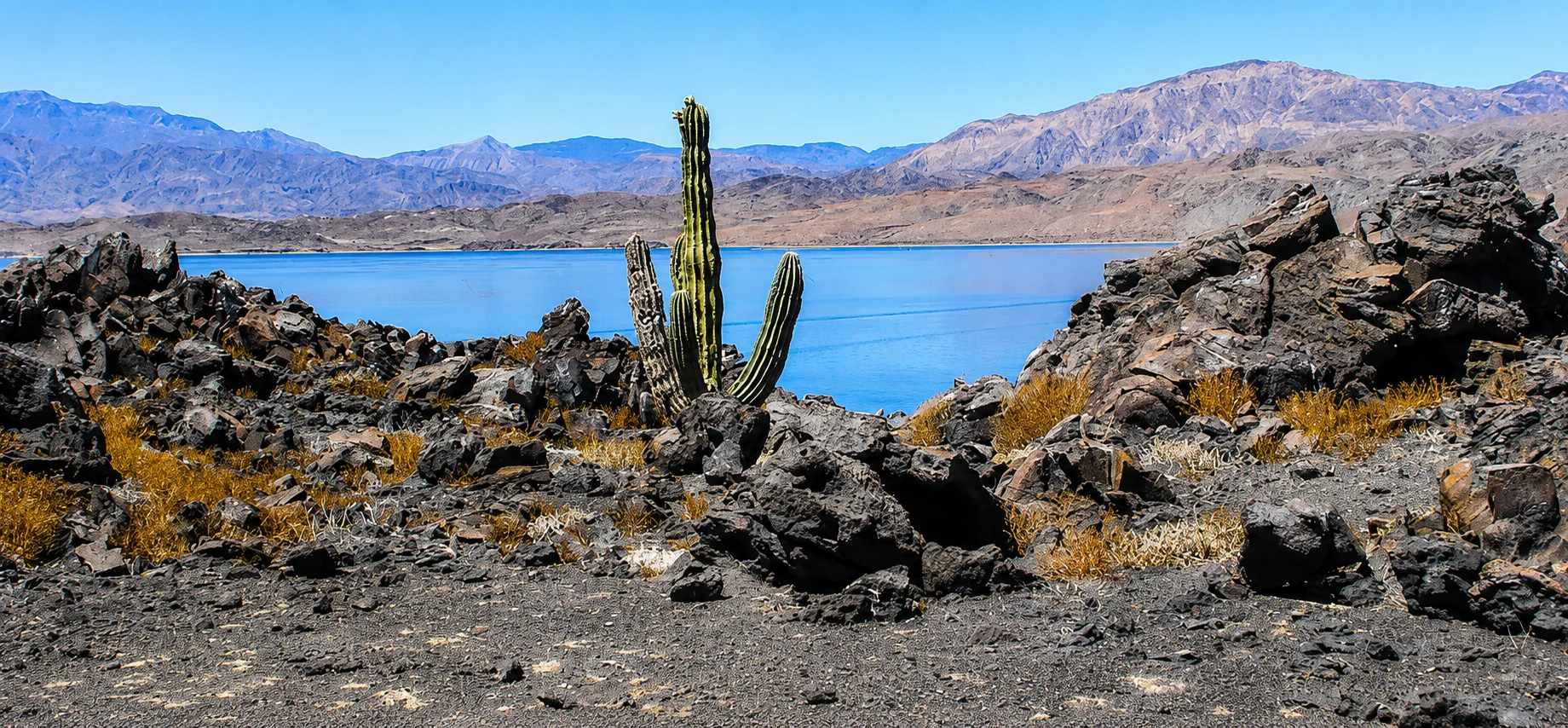 Cactus in rocky desert landscape