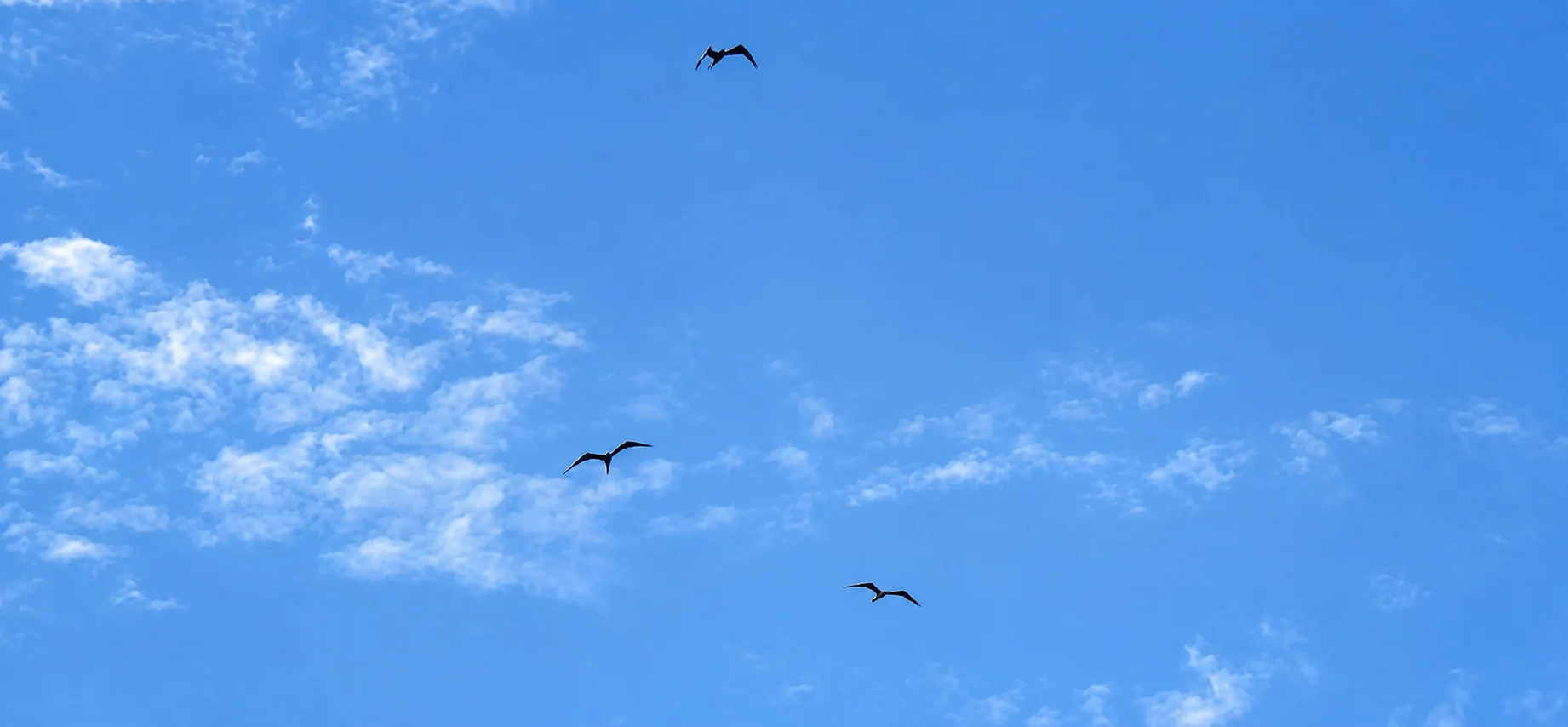 Birds soaring in clear blue sky